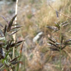 Eragrostis cilianensis at Jerrabomberra, NSW - 23 Apr 2019