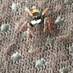 Apricia jovialis (Jovial jumping spider) at Gang Gang at Yass River - 31 Dec 2018 by JonLewis