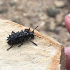 Acantholophus echinatus (Spiny ground weevil) at Gang Gang at Yass River - 12 Dec 2018 by JonLewis