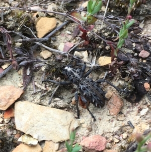 Acantholophus echinatus at Yass River, NSW - 12 Dec 2018