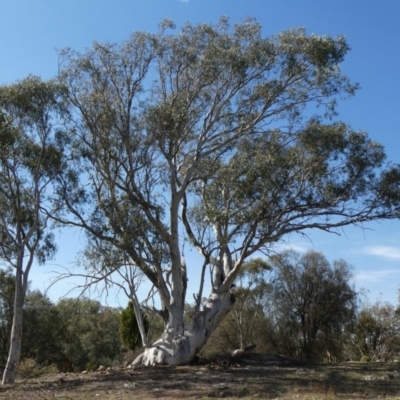 Eucalyptus rossii (Inland Scribbly Gum) at Theodore, ACT - 18 Apr 2019 by Owen