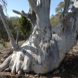 Eucalyptus rossii at Tuggeranong Hill - 18 Apr 2019 02:01 PM