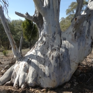 Eucalyptus rossii at Tuggeranong Hill - 18 Apr 2019