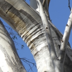 Eucalyptus rossii at Tuggeranong Hill - 18 Apr 2019
