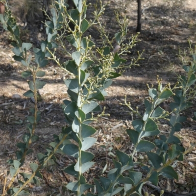 Acacia cultriformis (Knife Leaf Wattle) at Theodore, ACT - 30 Apr 2019 by Owen