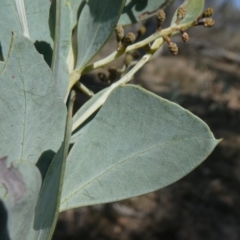 Acacia cultriformis at Theodore, ACT - 30 Apr 2019