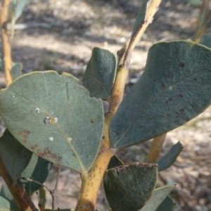 Acacia cultriformis at Theodore, ACT - 30 Apr 2019