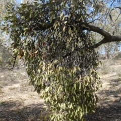 Muellerina eucalyptoides (Creeping Mistletoe) at Theodore, ACT - 30 Apr 2019 by owenh