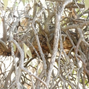 Muellerina eucalyptoides at Theodore, ACT - 30 Apr 2019 11:39 AM