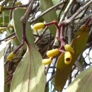 Muellerina eucalyptoides at Theodore, ACT - 30 Apr 2019 11:39 AM