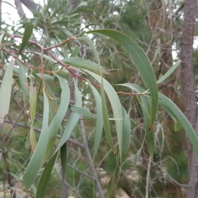 Acacia implexa (Hickory Wattle, Lightwood) at Isaacs, ACT - 30 Apr 2019 by Mike