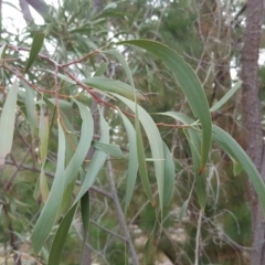 Acacia implexa (Hickory Wattle, Lightwood) at Isaacs Ridge and Nearby - 30 Apr 2019 by Mike