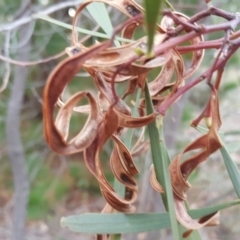 Acacia implexa at Isaacs, ACT - 30 Apr 2019