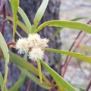 Acacia implexa at Isaacs, ACT - 30 Apr 2019