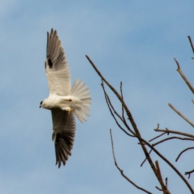 Elanus axillaris (Black-shouldered Kite) at Melba, ACT - 30 Apr 2019 by b