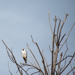 Elanus axillaris at Melba, ACT - 30 Apr 2019 04:00 PM