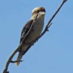 Dacelo novaeguineae (Laughing Kookaburra) at Paddys River, ACT - 29 Apr 2019 by RodDeb