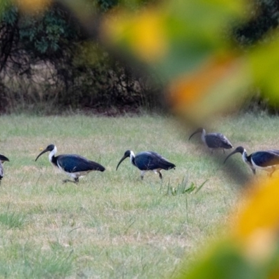 Threskiornis spinicollis (Straw-necked Ibis) at Melba, ACT - 30 Apr 2019 by b