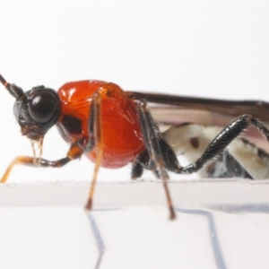 Braconidae (family) at Evatt, ACT - 26 Apr 2019 10:49 AM