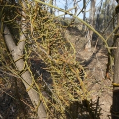 Cassytha pubescens (Devil's Twine) at Theodore, ACT - 30 Apr 2019 by owenh