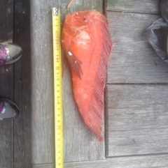 Pataecus fronto (Red Indian Fish) at Barragga Bay, NSW - 21 Jul 2014 by Jackie Lambert