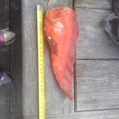 Pataecus fronto (Red Indian Fish) at Four Winds Bioblitz Reference Sites - 21 Jul 2014 by Jackie Lambert