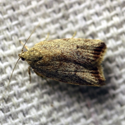 Garrha (genus) (A concealer moth) at O'Connor, ACT - 8 Dec 2017 by ibaird