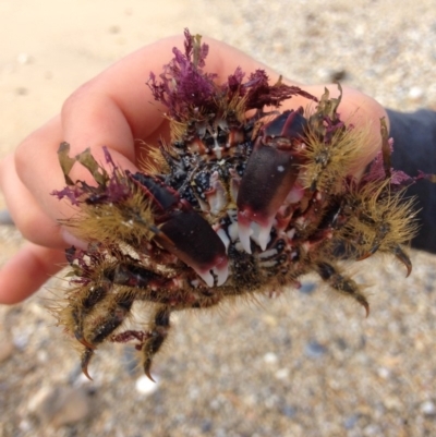 Unverified Crab at Bermagui, NSW - 14 Jun 2015 by JackieLambert