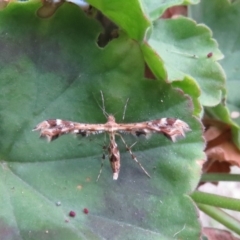 Sphenarches anisodactylus (Geranium Plume Moth) at Wanniassa, ACT - 1 May 2019 by SandraH