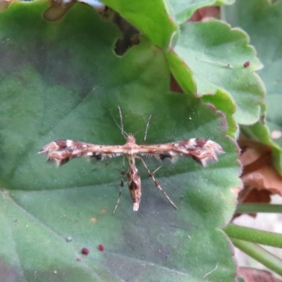 Sphenarches anisodactylus (Geranium Plume Moth) at Wanniassa, ACT - 1 May 2019 by SandraH