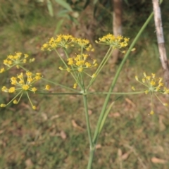 Foeniculum vulgare (Fennel) at Tuggeranong DC, ACT - 12 Mar 2019 by MichaelBedingfield