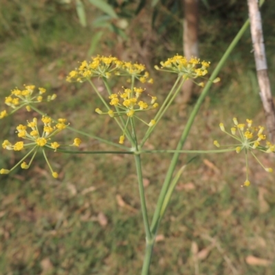Foeniculum vulgare (Fennel) at Tuggeranong DC, ACT - 12 Mar 2019 by michaelb