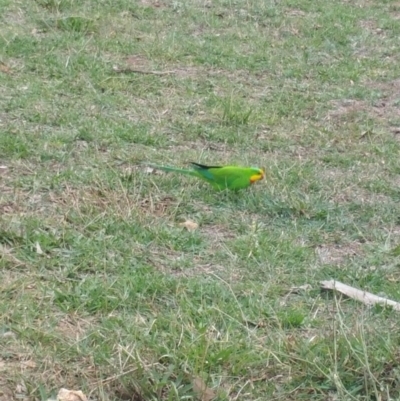 Polytelis swainsonii (Superb Parrot) at Mount Ainslie - 1 May 2019 by Kym
