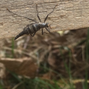 Boreoides subulatus at O'Connor, ACT - 1 May 2019