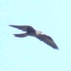 Falco subniger (Black Falcon) at Mullion, NSW - 16 Apr 2019 by RyuCallaway