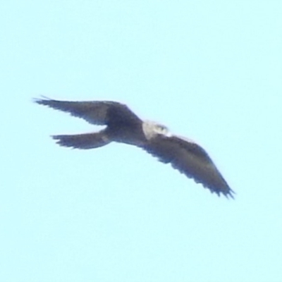 Falco subniger (Black Falcon) at Mullion, NSW - 16 Apr 2019 by ArcherCallaway