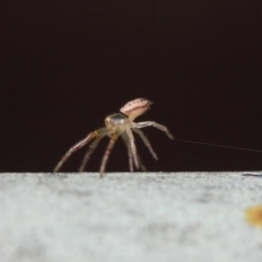 Thomisidae (family) (Unidentified Crab spider or Flower spider) at Acton, ACT - 30 Apr 2019 by TimL