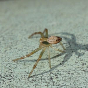 Thomisidae (family) at Acton, ACT - 30 Apr 2019 12:00 PM