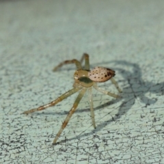 Thomisidae (family) at Acton, ACT - 30 Apr 2019