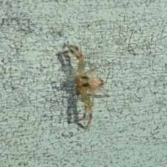 Thomisidae (family) at Acton, ACT - 30 Apr 2019 12:00 PM