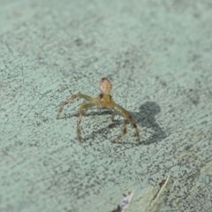 Thomisidae (family) at Acton, ACT - 30 Apr 2019 12:00 PM