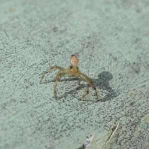 Thomisidae (family) at Acton, ACT - 30 Apr 2019