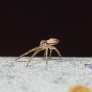 Thomisidae (family) at Acton, ACT - 30 Apr 2019 12:00 PM