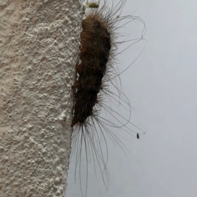 Unidentified Noctuoid moth (except Arctiinae) at Broughton Vale, NSW - 1 May 2019 by Nivlek