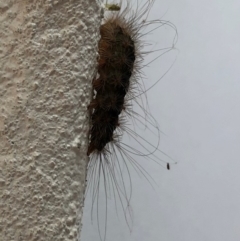 Leptocneria reducta (TBC) at Broughton Vale, NSW - 1 May 2019 by Nivlek