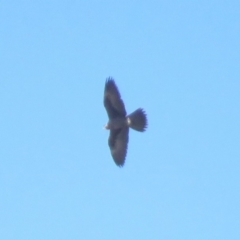 Falco subniger (Black Falcon) at Mullion, NSW - 16 Apr 2019 by KumikoCallaway