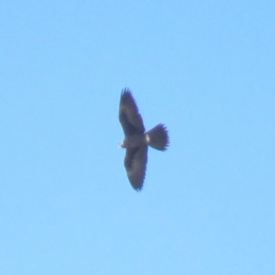 Falco subniger (Black Falcon) at Mullion, NSW - 16 Apr 2019 by KumikoCallaway