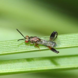 Podagrionini (tribe) at Acton, ACT - 30 Apr 2019