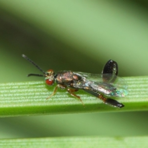 Podagrionini (tribe) at Acton, ACT - 30 Apr 2019