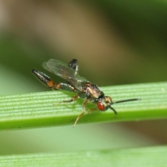 Podagrionini (tribe) at Acton, ACT - 30 Apr 2019